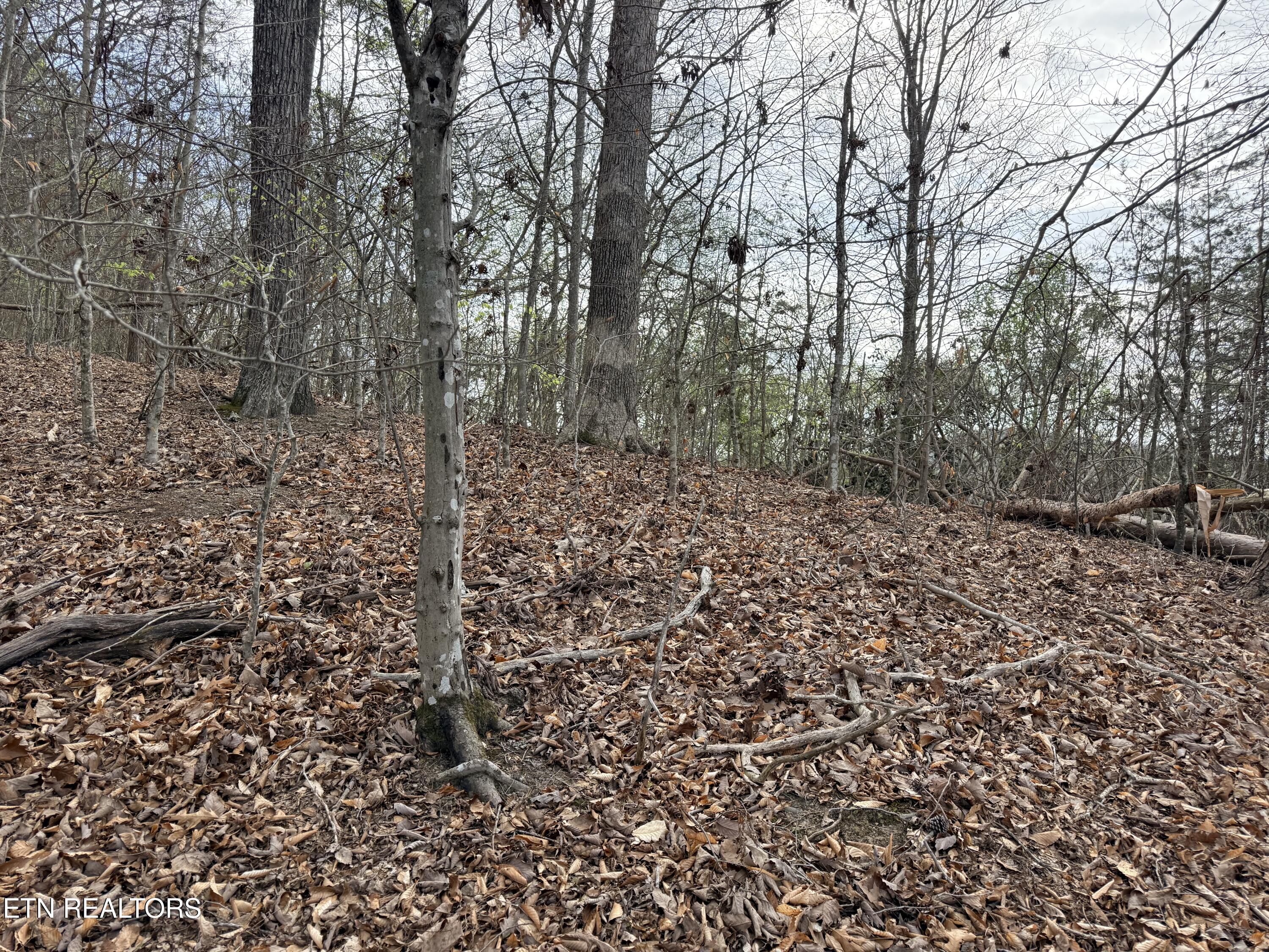Lot 77 Grandpas Ridge Sharps Chapel, TN 37866 - Photo 19 of 34 Lot 77