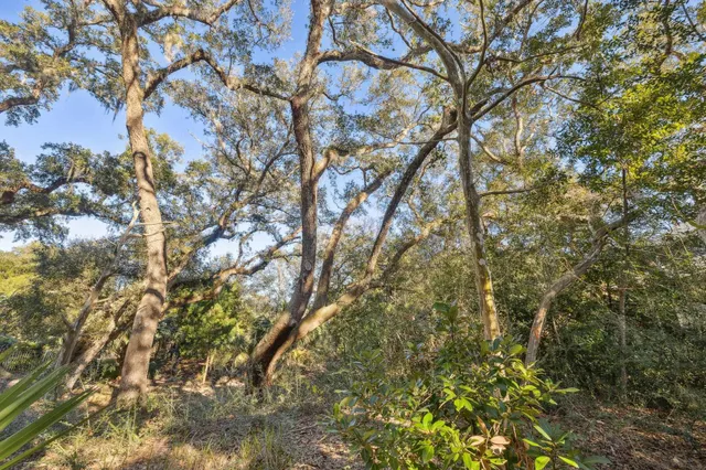 a view of a forest with trees