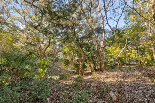 a view of a forest with trees in the background
