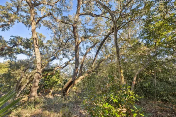 a view of a yard with a tree