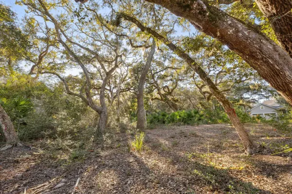 a view of a forest with trees
