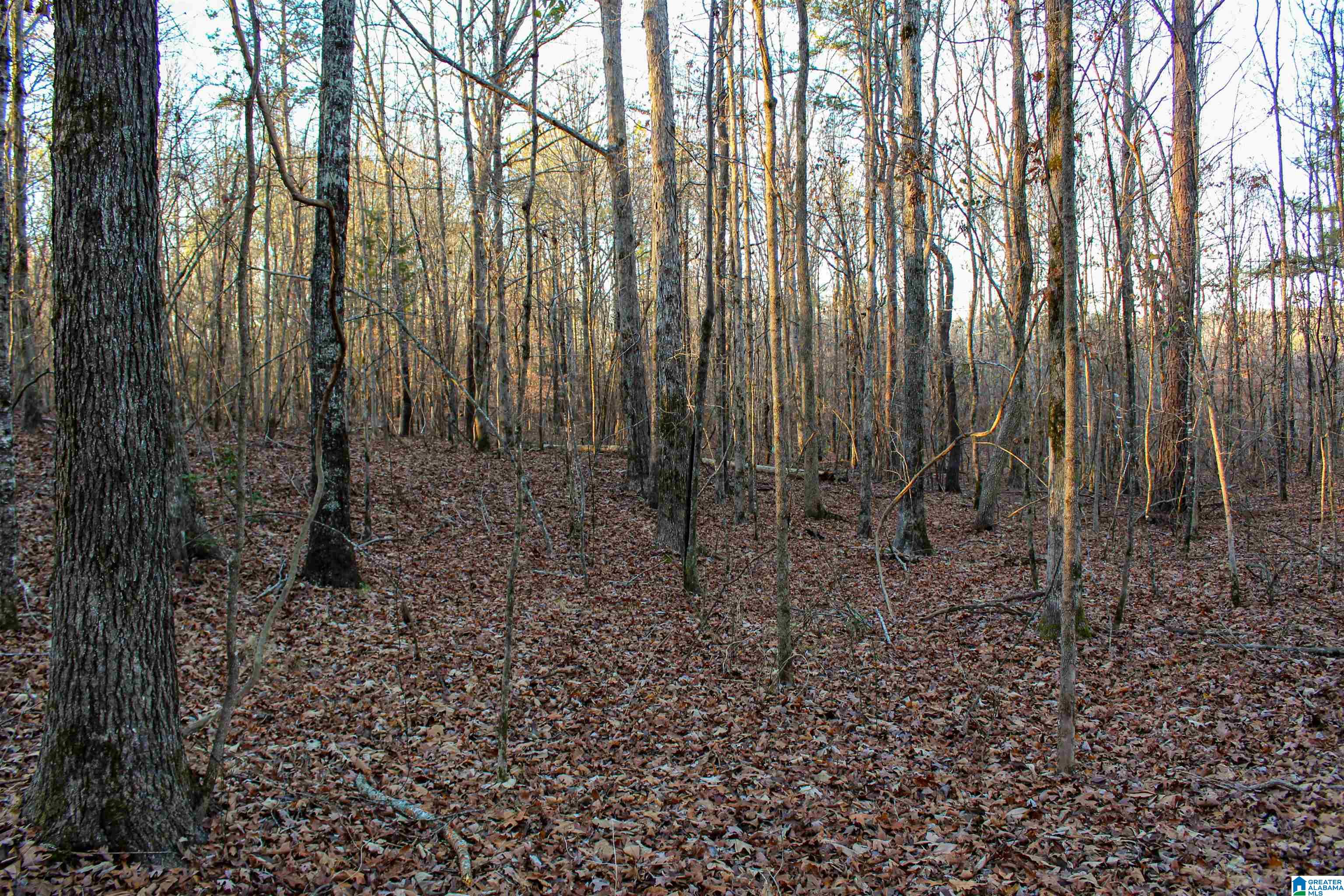 29 Highway Hamilton Al, Unit 1 Hamilton, AL 35570 - Photo 44 of 55