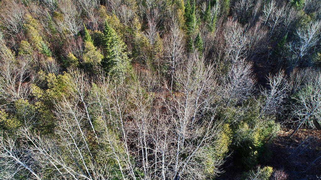 Lot 2-3 Us Rt 2a Road Linneus, ME 04730 - Photo 14 of 33 timber-stand-me-forest