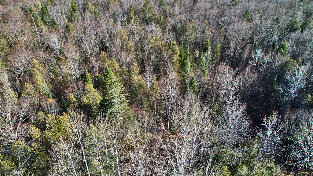 Lot 2-3 Us Rt 2a Road Linneus, ME 04730 - Photo 26 of 33 woodlot-timber-property-acr