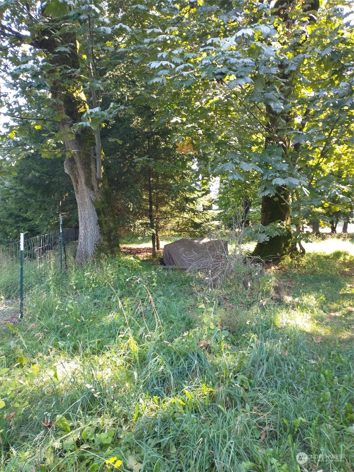 933 Van Dyk Road Lynden, WA 98264 - Photo 6 of 10 a backyard of a house with lots of plants and large trees