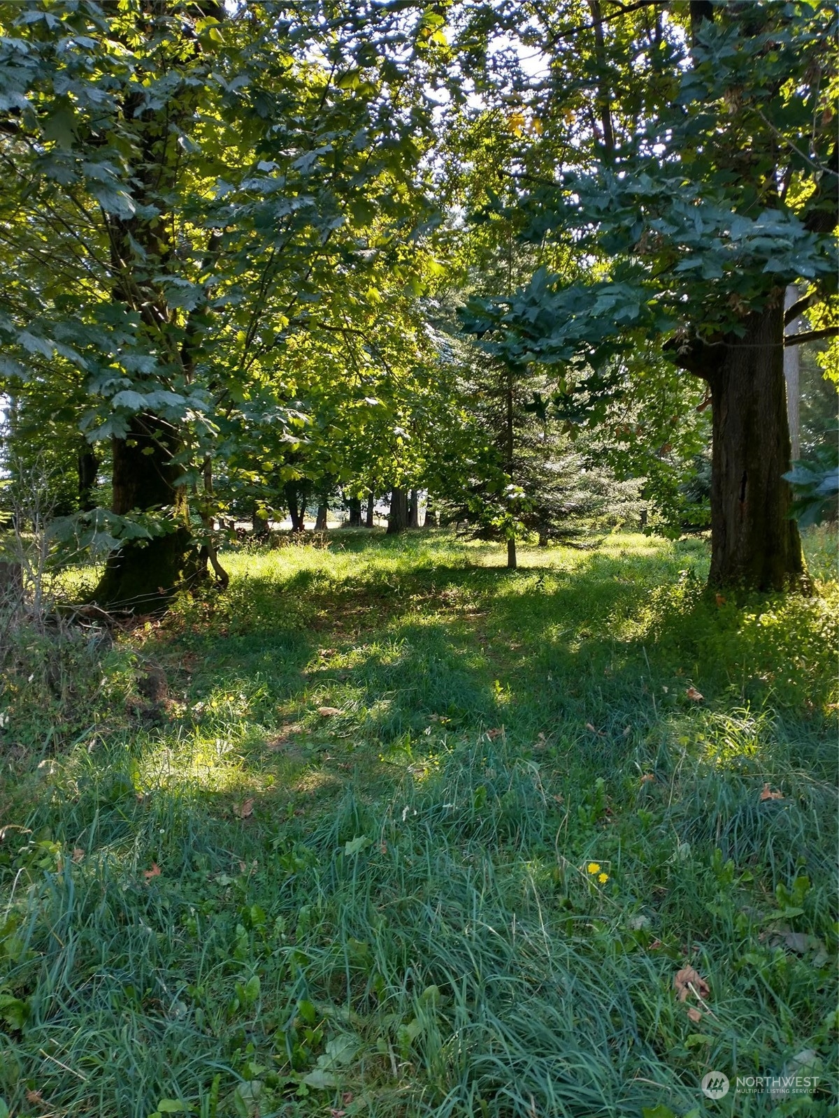 933 Van Dyk Road Lynden, WA 98264 - Photo 7 of 10 a view of yard with large trees