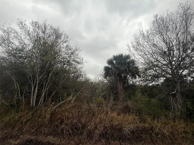 a view of a forest with lots of trees