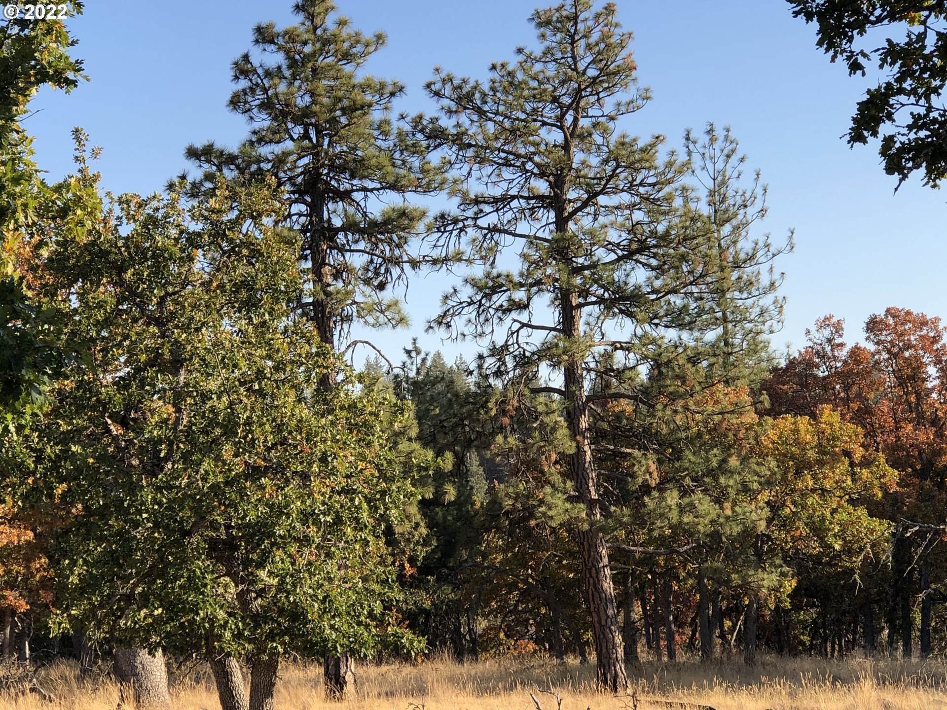 3 England Goldendale, WA 98620 - Photo 5 of 6 Gallery Image 5