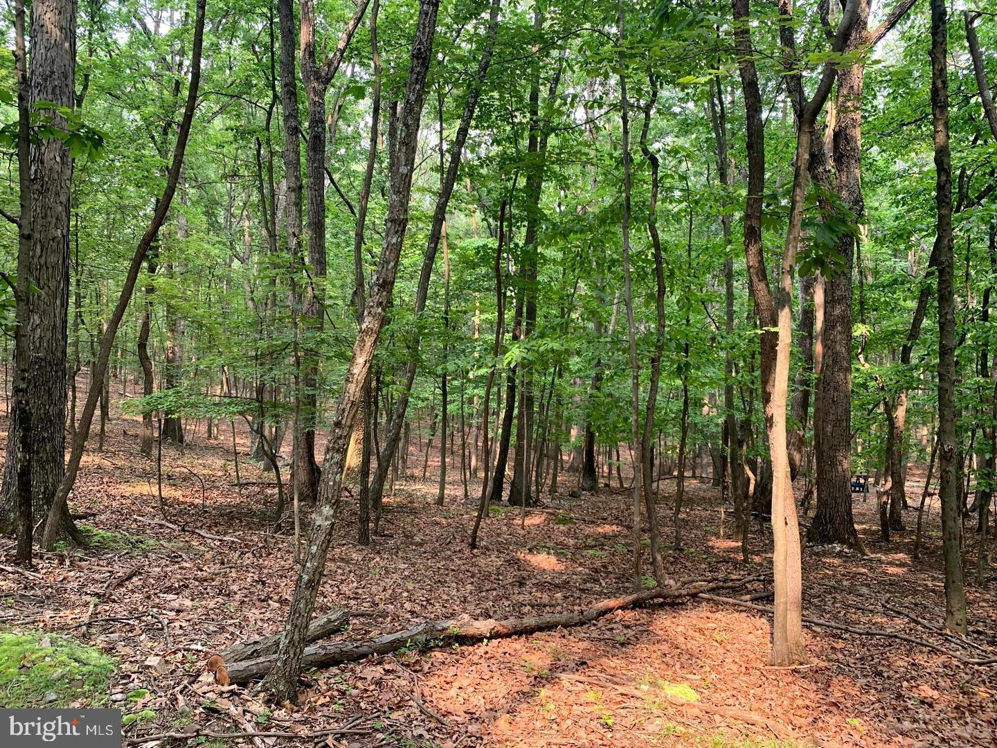 Cardinal View Road Paw Paw, WV 25434 - Photo 12 of 23 OPEN HARD WOODS