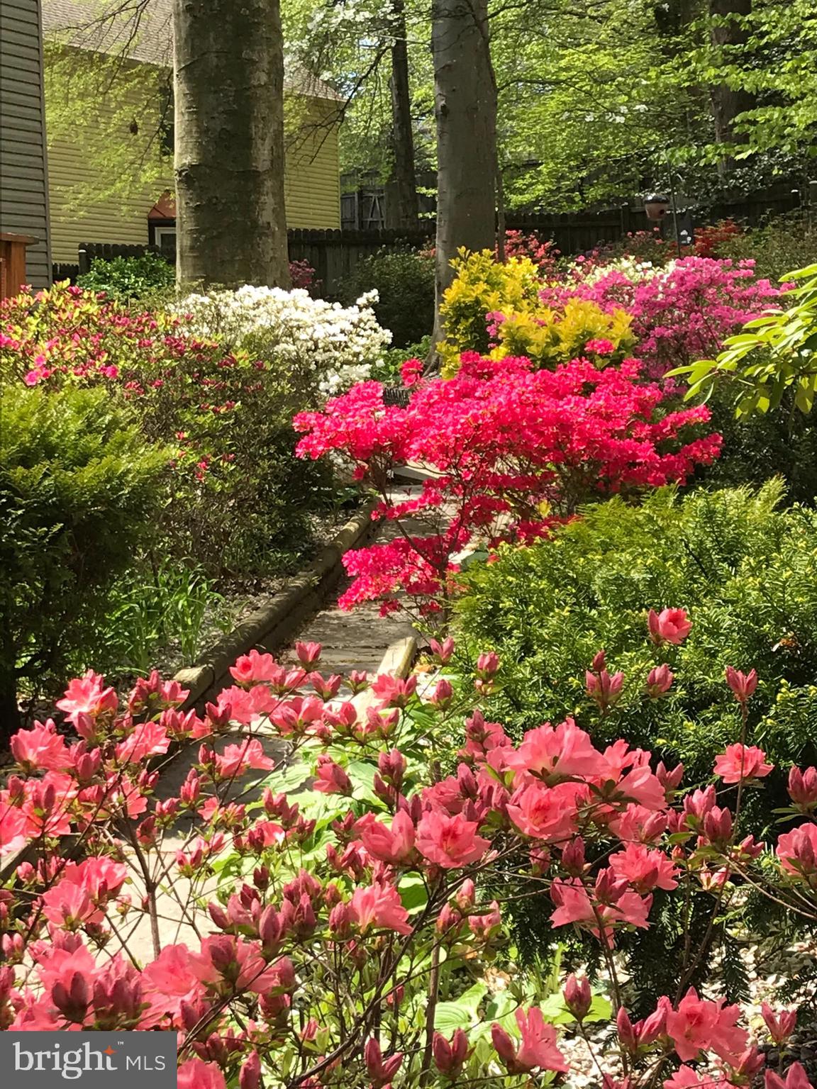 9451 Lapstrake Lane Burke, VA 22015 - Photo 54 of 59 Spring blooms
