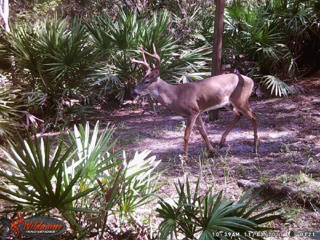 0 Southwest County Road 347 Cedar Key, FL 32625 - Photo 26 of 31 a view of an outdoor space