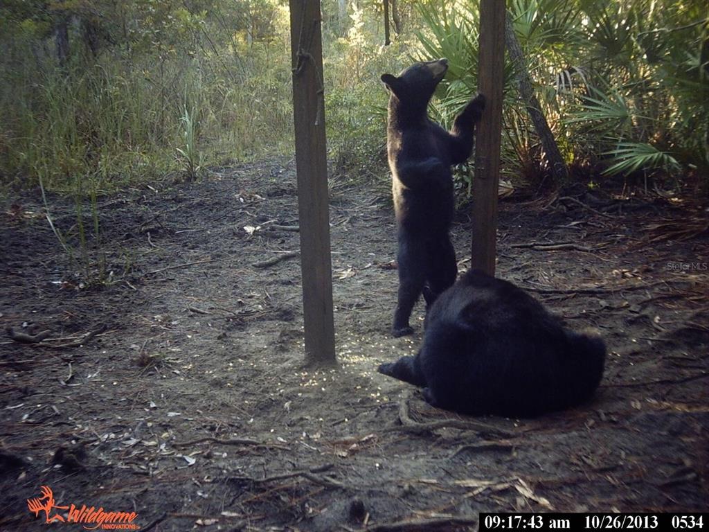 0 Southwest County Road 347 Cedar Key, FL 32625 - Photo 28 of 31 a view of a outdoor space