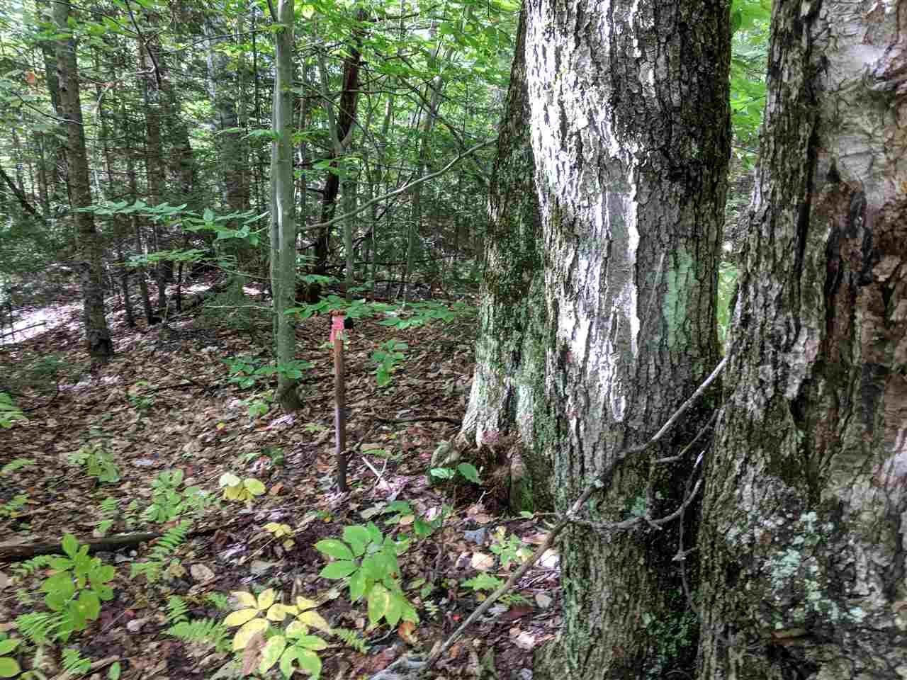 0 Old Mail Rte Road Roxbury, VT 05669 - Photo 4 of 21