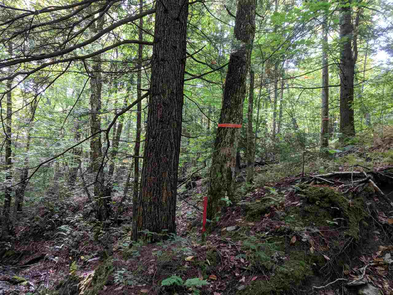 0 Old Mail Rte Road Roxbury, VT 05669 - Photo 8 of 21