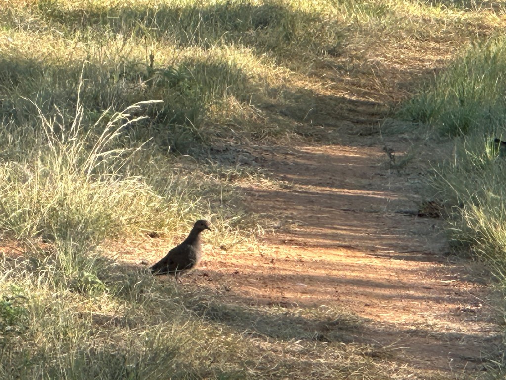 2976 Lower Willow Creek Road Mason, TX 76856 - Photo 15 of 22