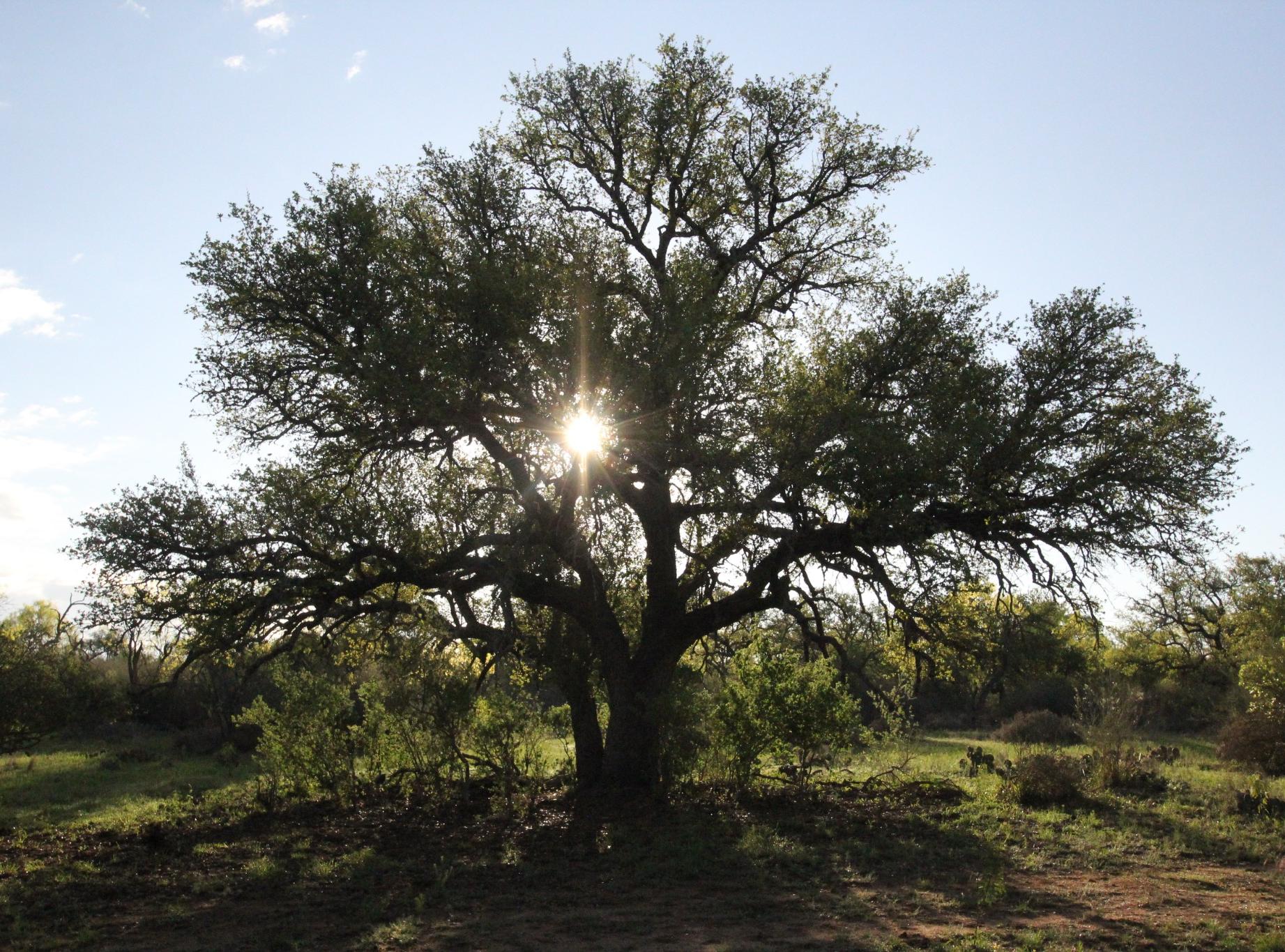 2976 Lower Willow Creek Road Mason, TX 76856 - Photo 19 of 27 Mature tree with a broad canopy, surrounded by natural vegetation and an open sky
