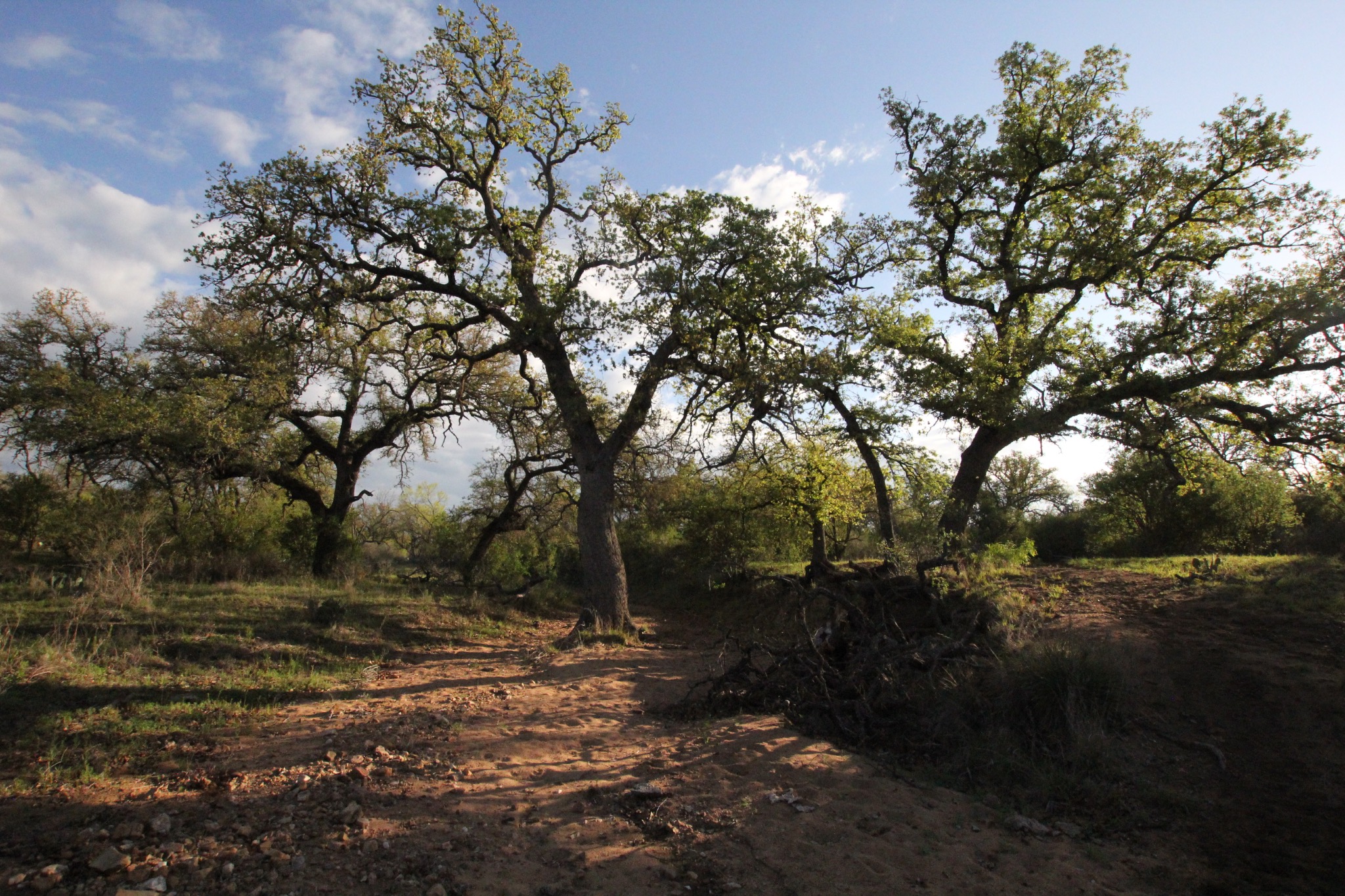 2976 Lower Willow Creek Road Mason, TX 76856 - Photo 20 of 27 Mature trees with lush green foliage, natural terrain, and a partially cloudy sky