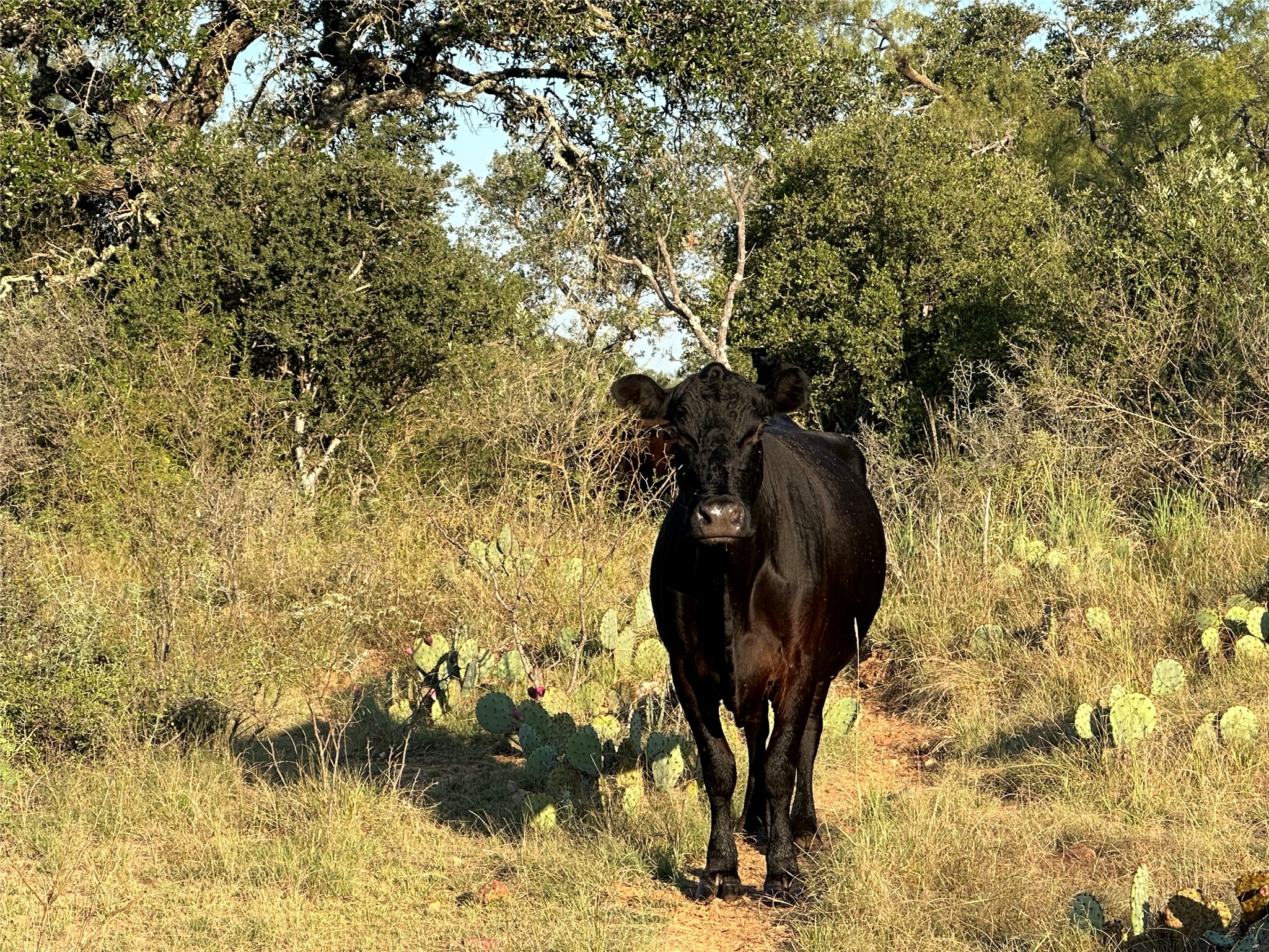 2976 Lower Willow Creek Road Mason, TX 76856 - Photo 10 of 27