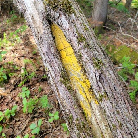 T4 Wadleigh Pond Road Millinocket, ME 04462 - Photo 38 of 38 Boundary