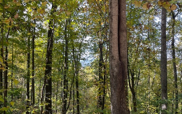 73 Hidden Treasure Estate Murphy, NC 28906 - Photo 23 of 27 Additional View