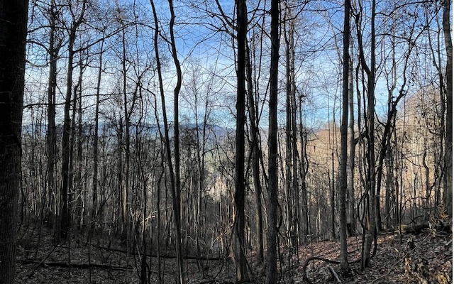 73 Hidden Treasure Estate Murphy, NC 28906 - Photo 10 of 27 Additional View