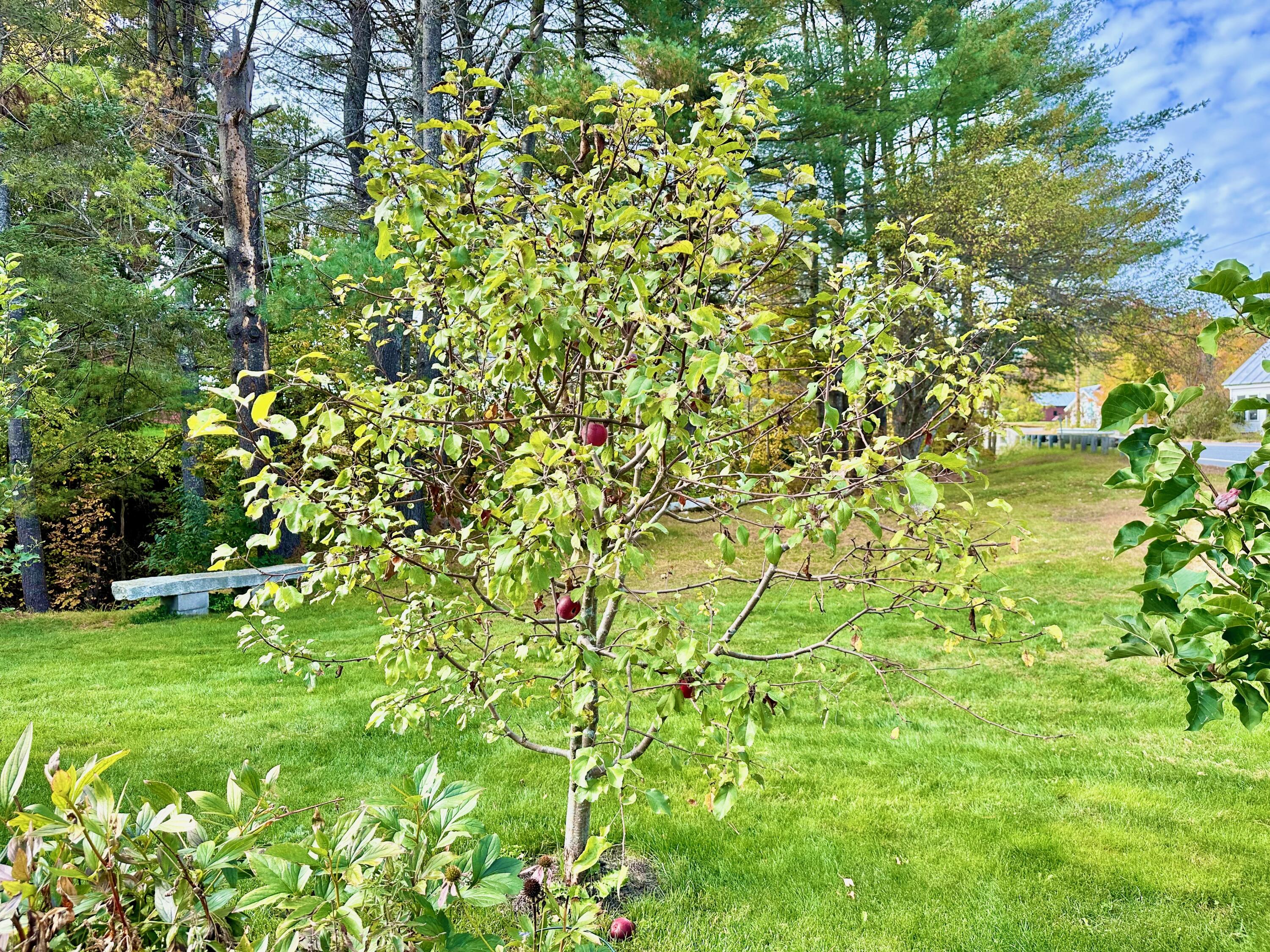 94 Town House Road Vienna, ME 04360 - Photo 95 of 131 APPLE TREE