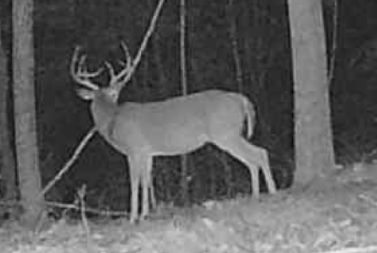 0 Downing Hollow Road Waynesboro, TN 38485 - Photo 20 of 30