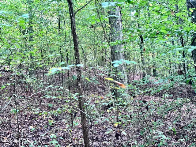 $360,000 | 609 County Road 333, McCarley, MS 38943