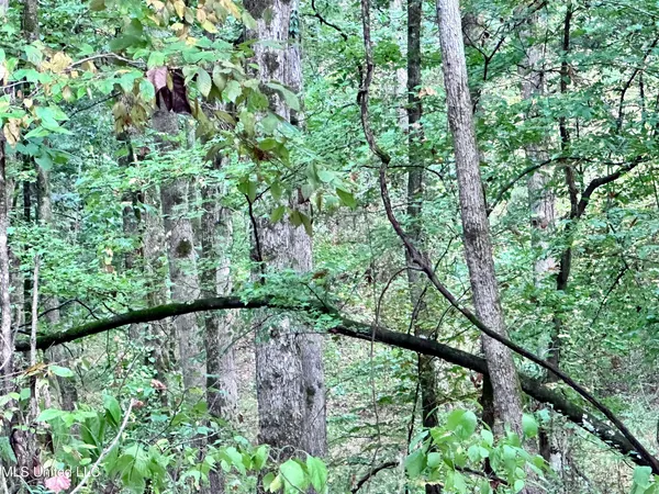 $360,000 | 609 County Road 333, McCarley, MS 38943