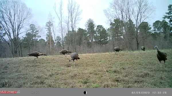 $360,000 | 609 County Road 333, McCarley, MS 38943