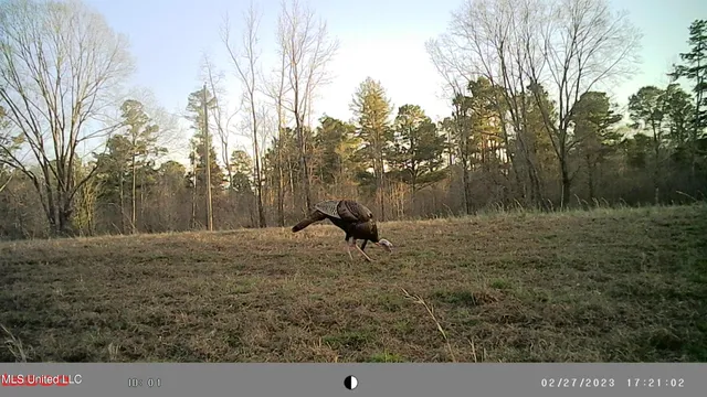 $360,000 | 609 County Road 333, McCarley, MS 38943