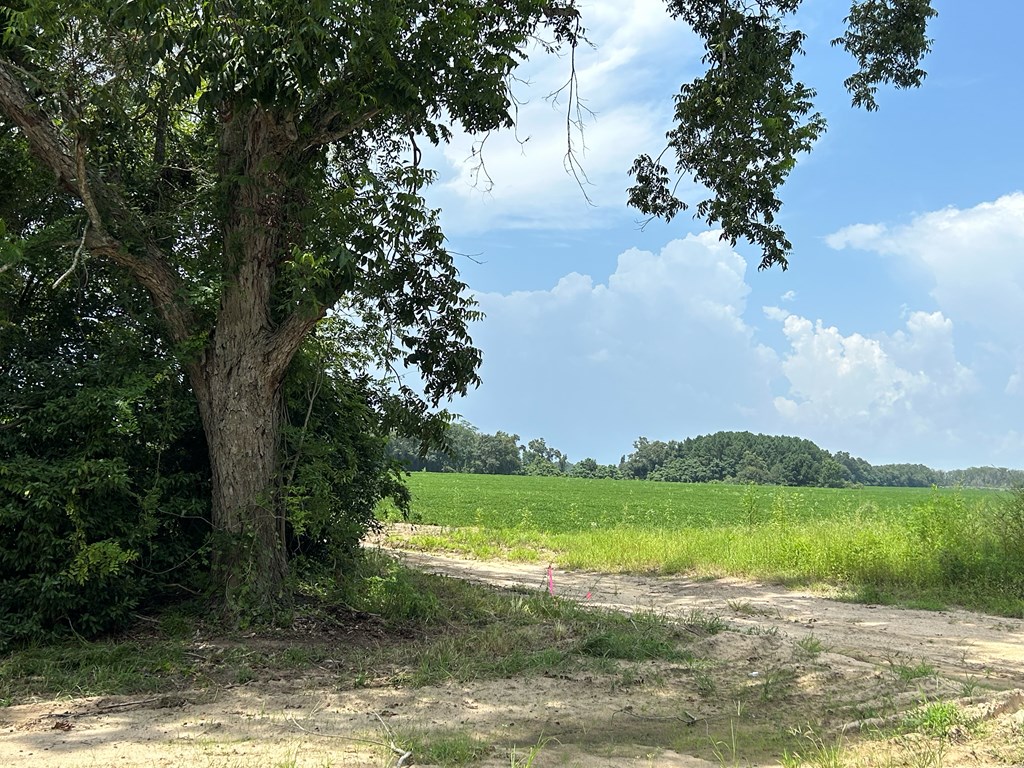 76.47-ac Eddins Road Dothan, AL 36301 - Photo 14 of 44