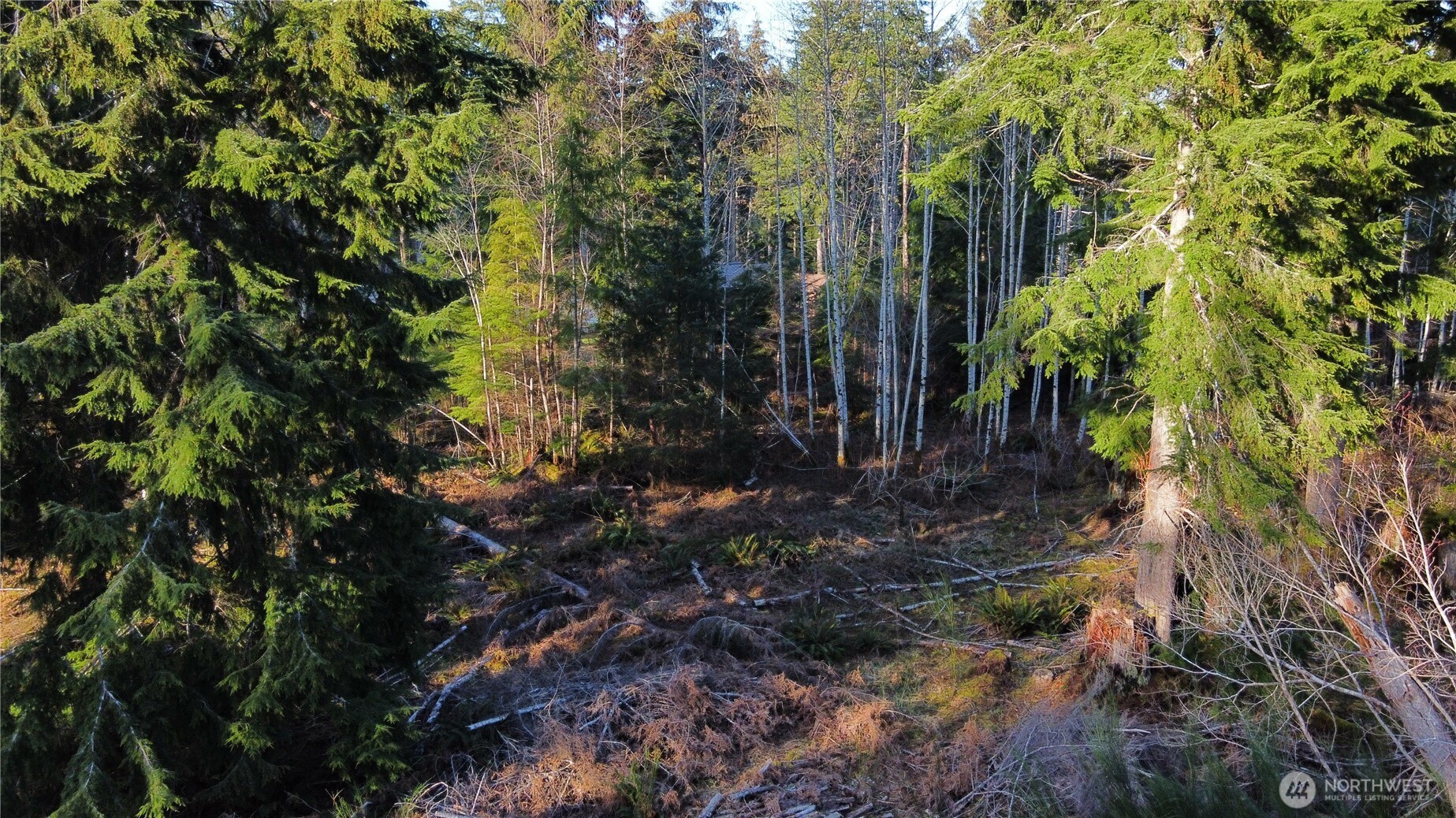 579 Thomas Street Forks, WA 98331 - Photo 4 of 9 a backyard of a house with lots of plants and tree