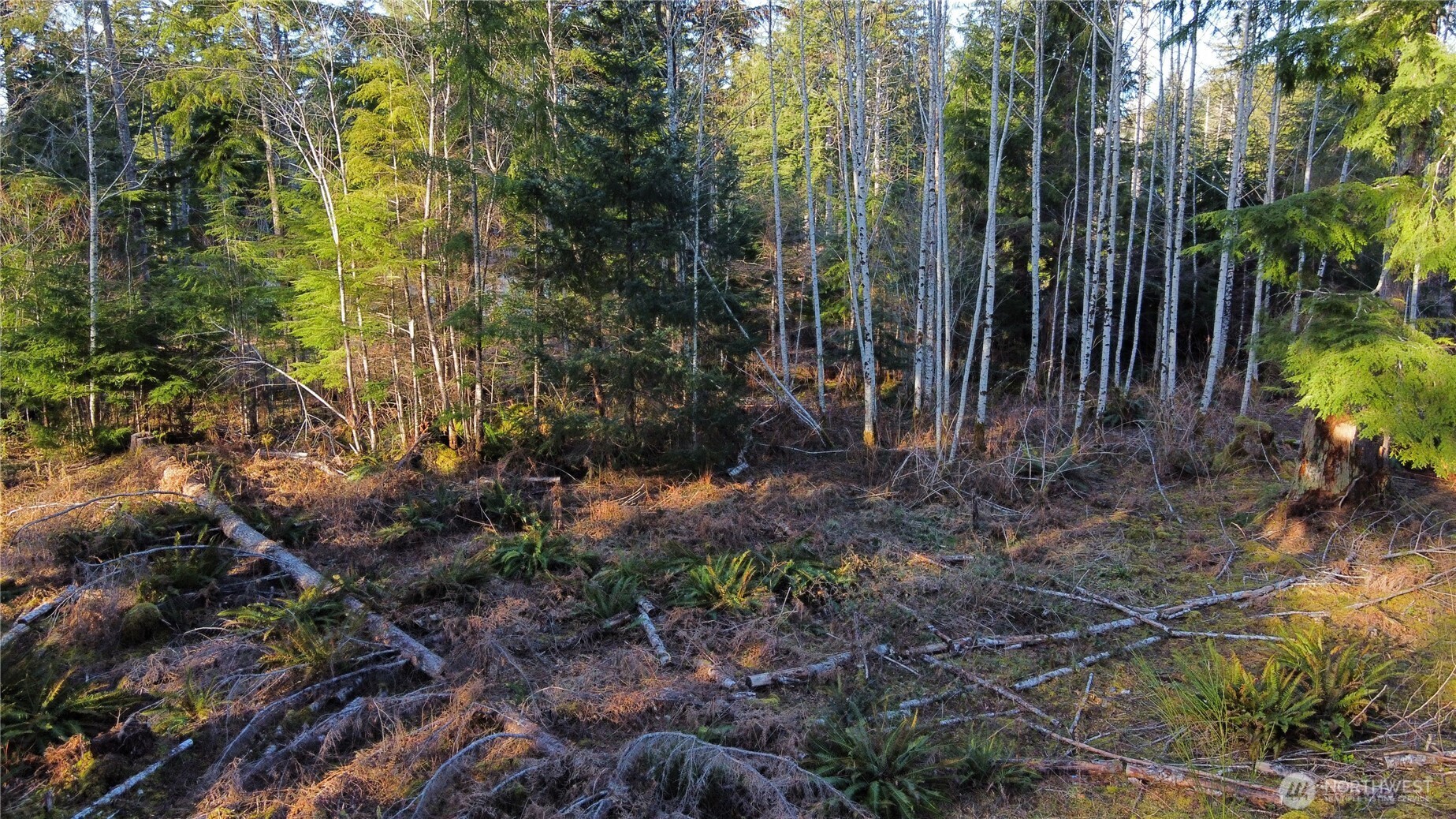 579 Thomas Street Forks, WA 98331 - Photo 5 of 9 a view of backyard with green space