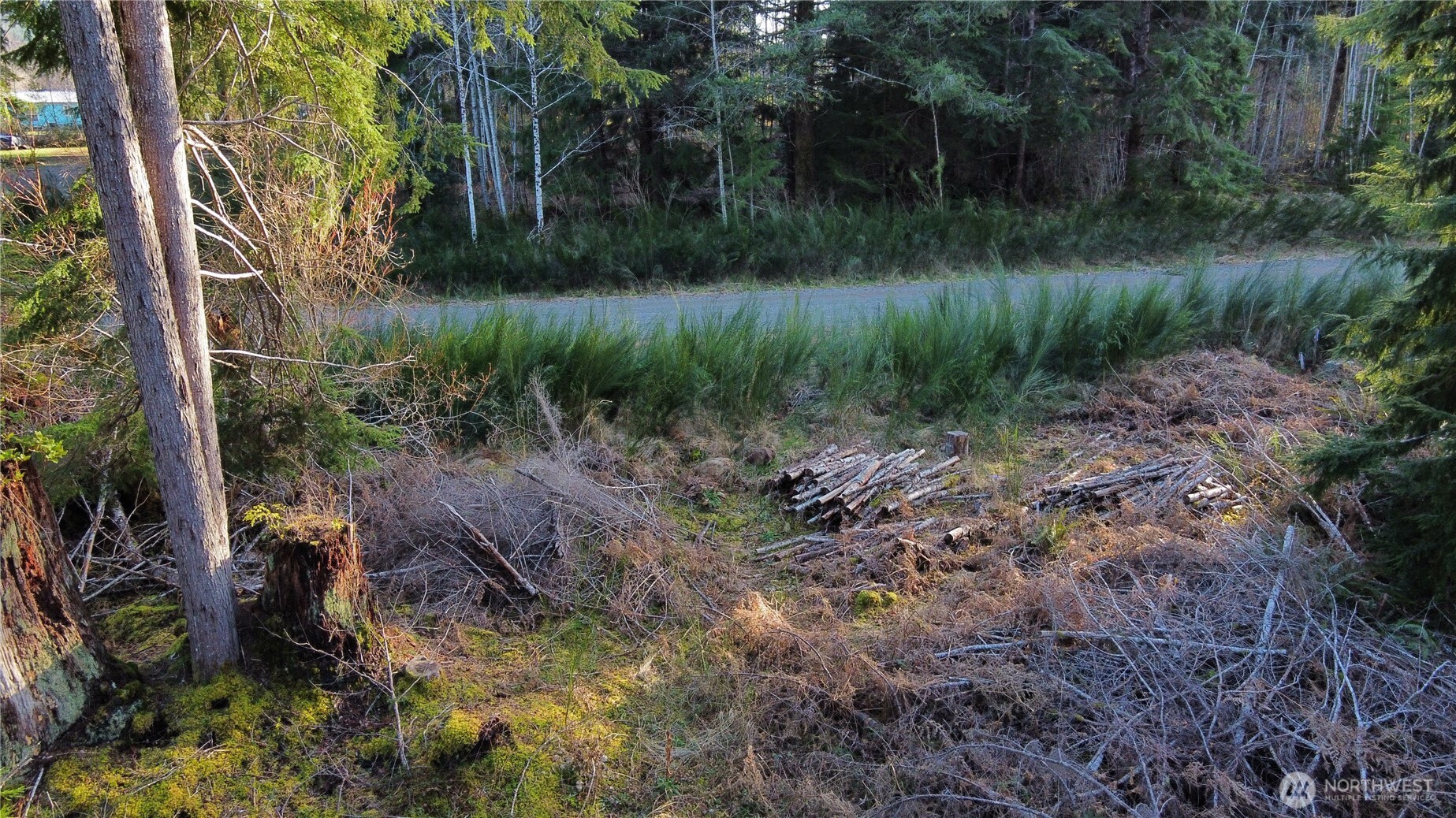 579 Thomas Street Forks, WA 98331 - Photo 6 of 9 a view of a lush green forest with lots of trees
