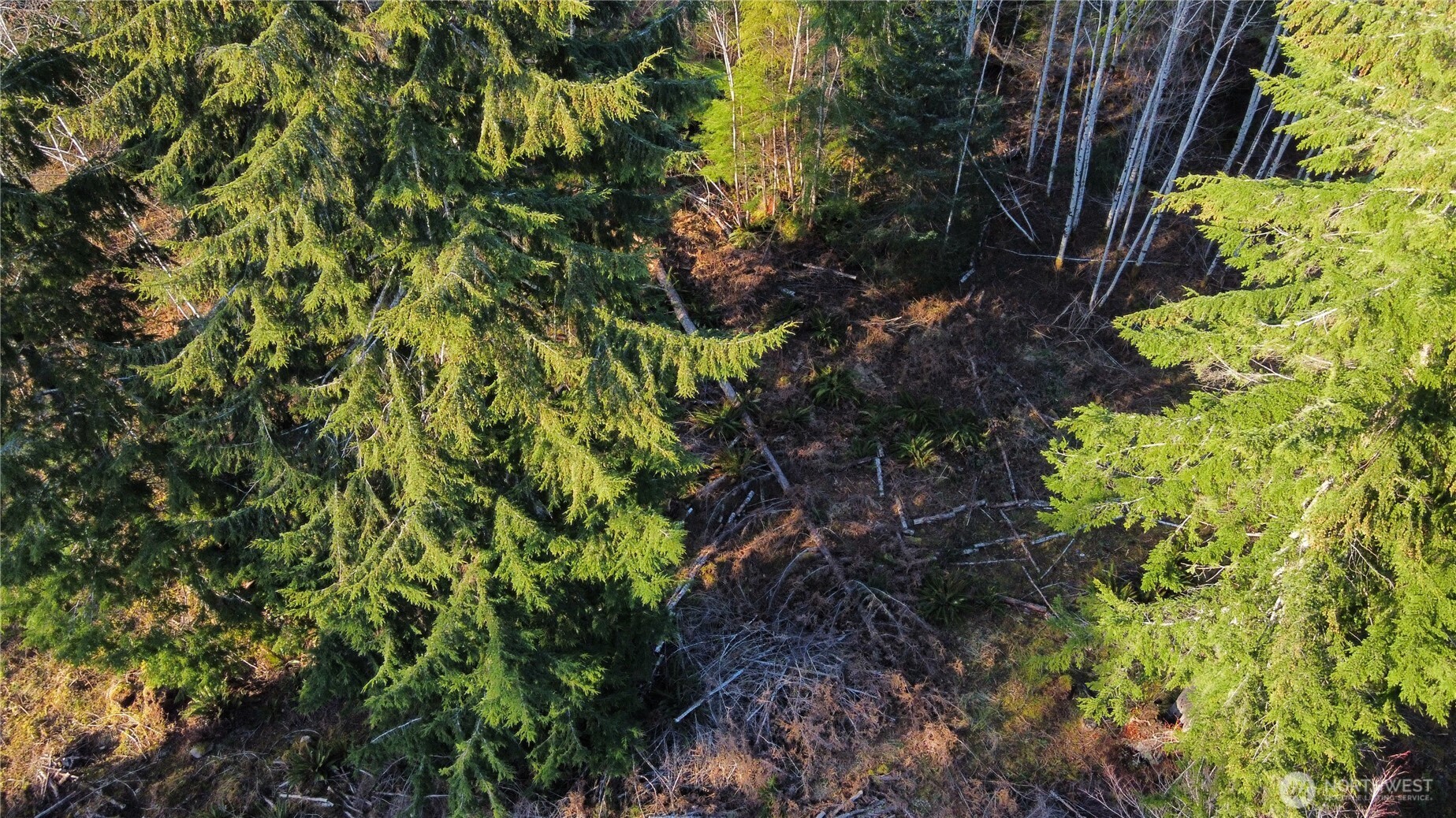 579 Thomas Street Forks, WA 98331 - Photo 7 of 9 a plant that is in a garden