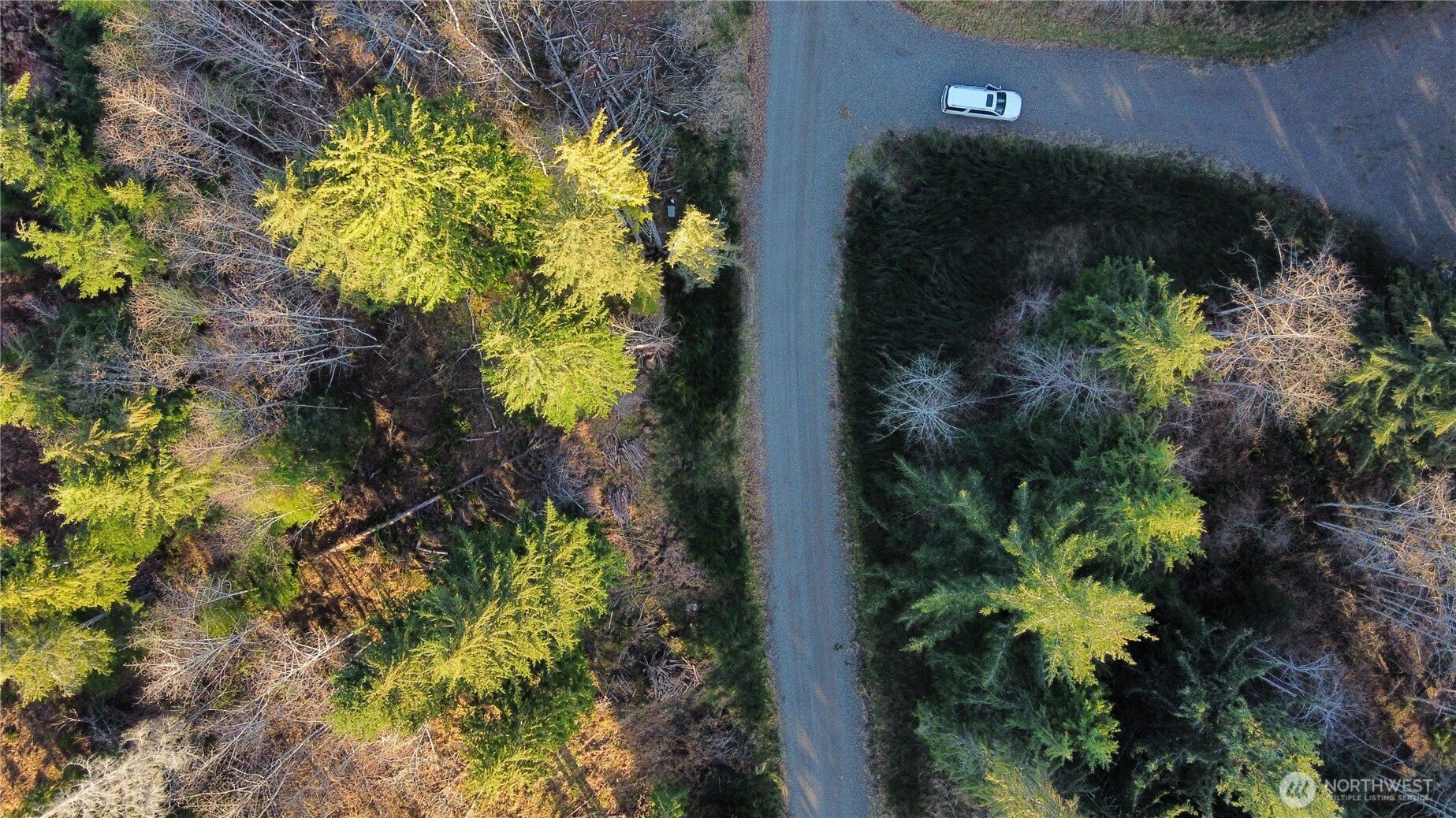 579 Thomas Street Forks, WA 98331 - Photo 8 of 9 a plant that is in a garden