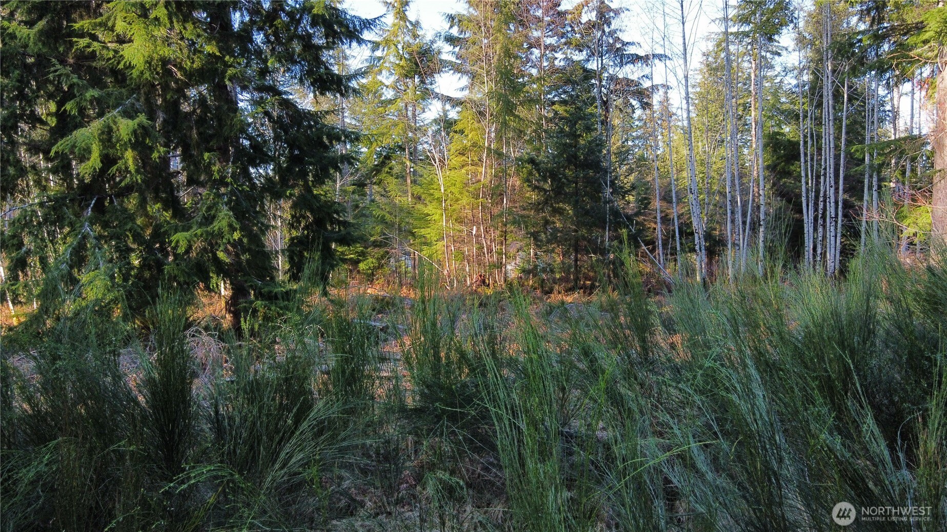 579 Thomas Street Forks, WA 98331 - Photo 9 of 9 a view of forest