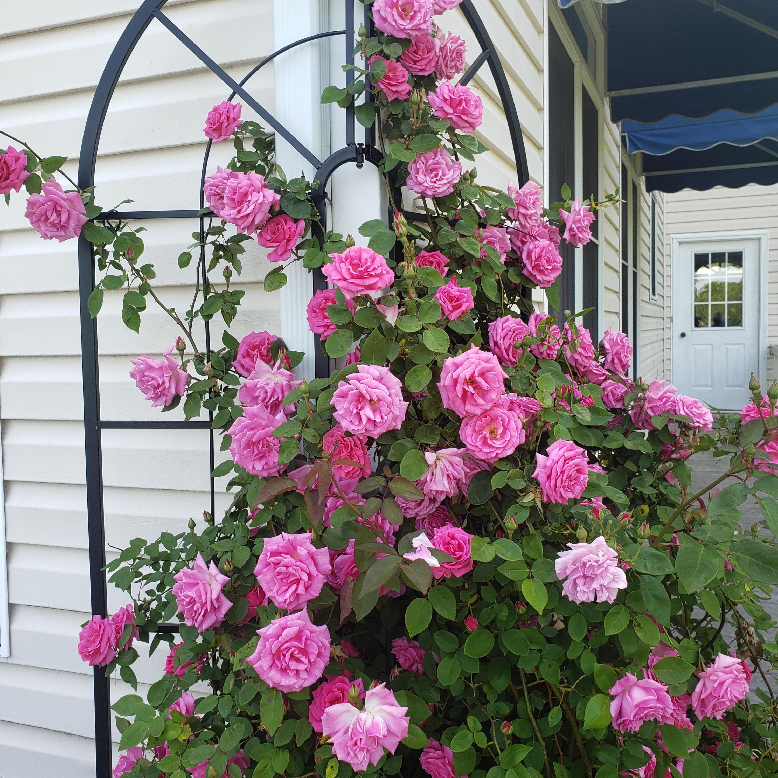451 Highland Lake Road Union Hall, VA 24176 - Photo 81 of 85 Roses