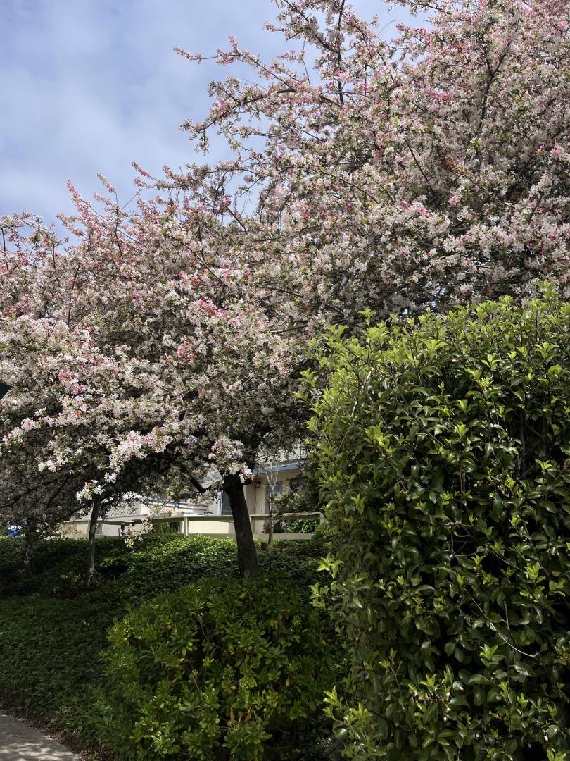 216 Silver Leaf Drive, Unit C Watsonville, CA 95076 - Photo 30 of 36 a view of a tree in a yard