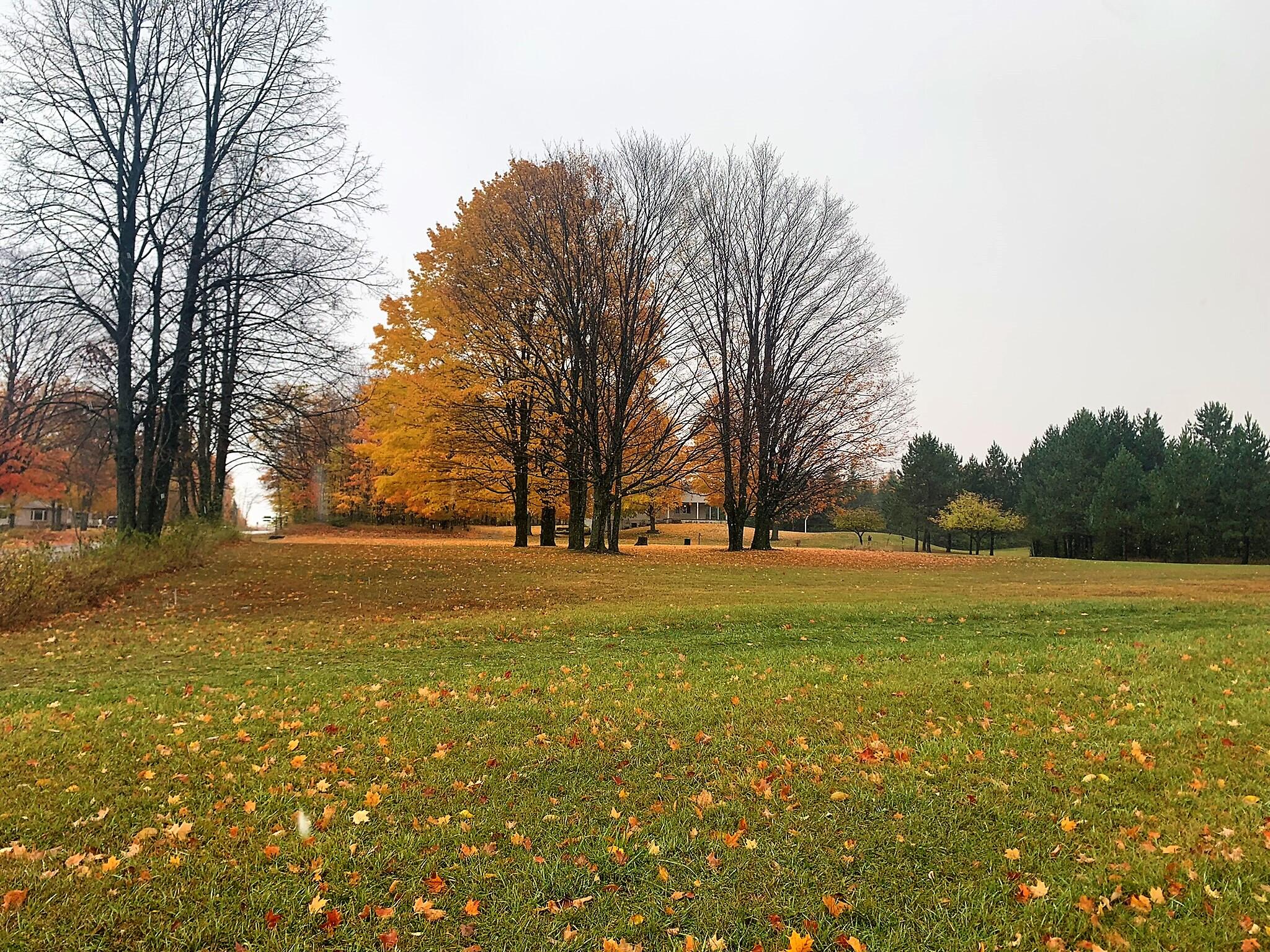 22811 Cohoon Road Hillman, MI 49746 - Photo 24 of 47 Gallery Image 24