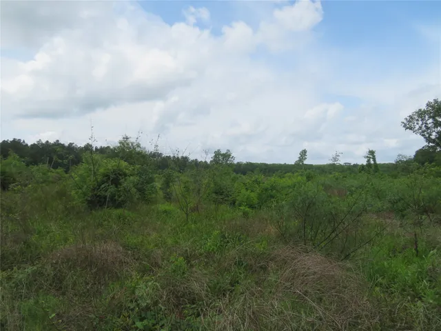 a view of a bunch of trees in background