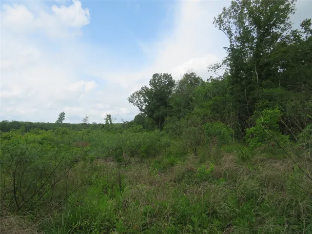 a view of a big yard with large trees