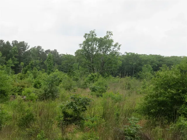 a view of a lush green forest with lots of trees