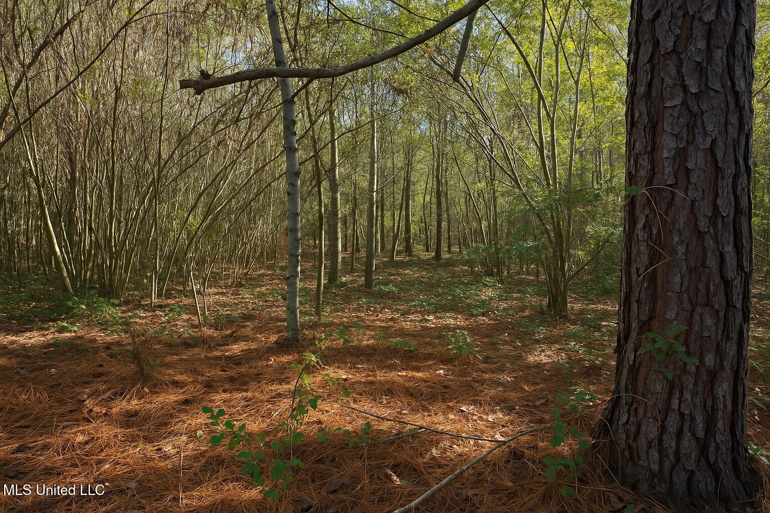 0 Highway 513 Enterprise, MS 39330 - Photo 2 of 22 8C17D442-A8AB-4DD4-BDEC-586B3BEB1668