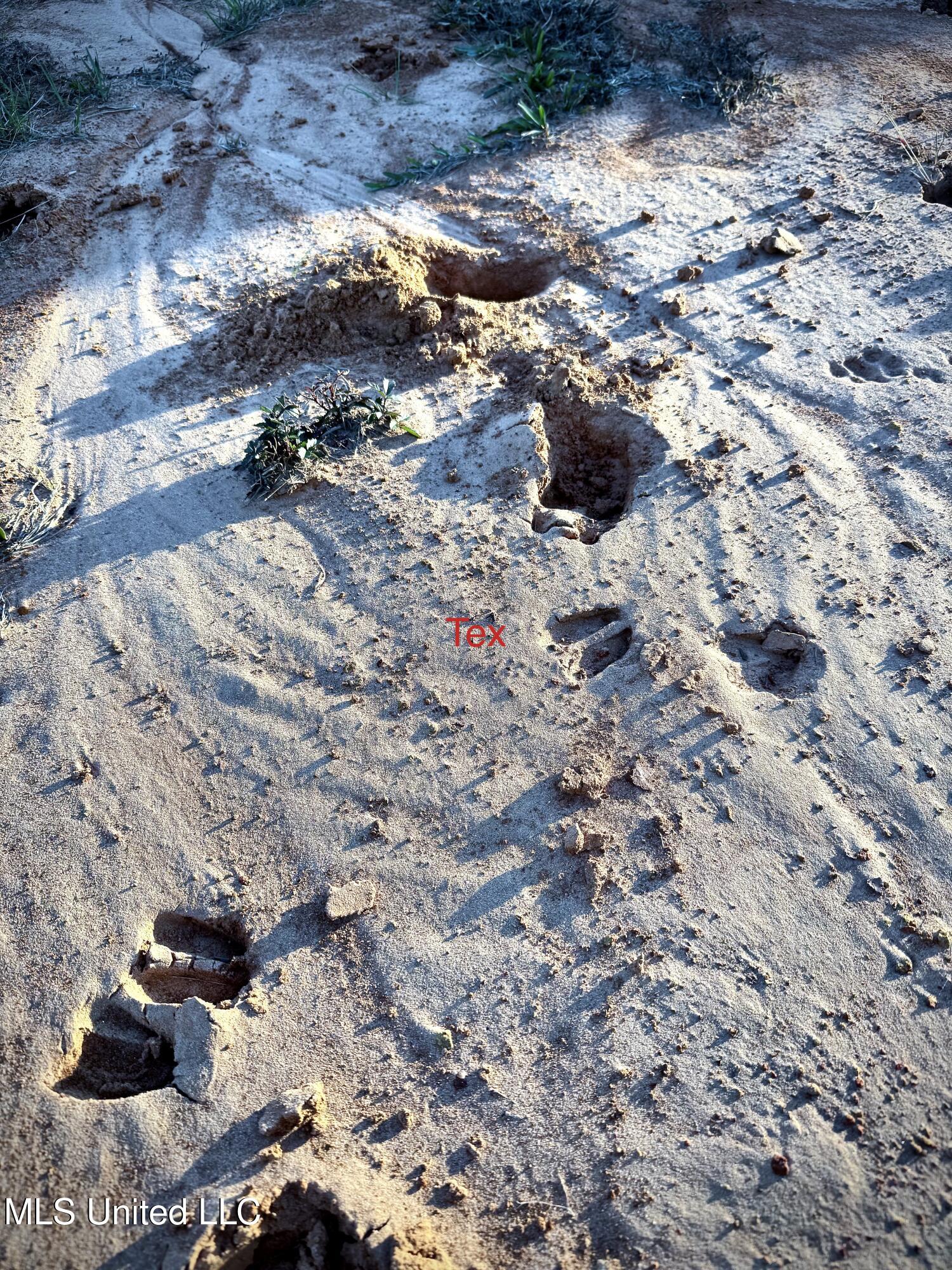 0 Highway 513 Enterprise, MS 39330 - Photo 8 of 22 17