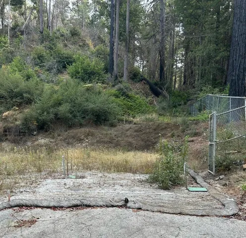 a view of a forest filled with trees