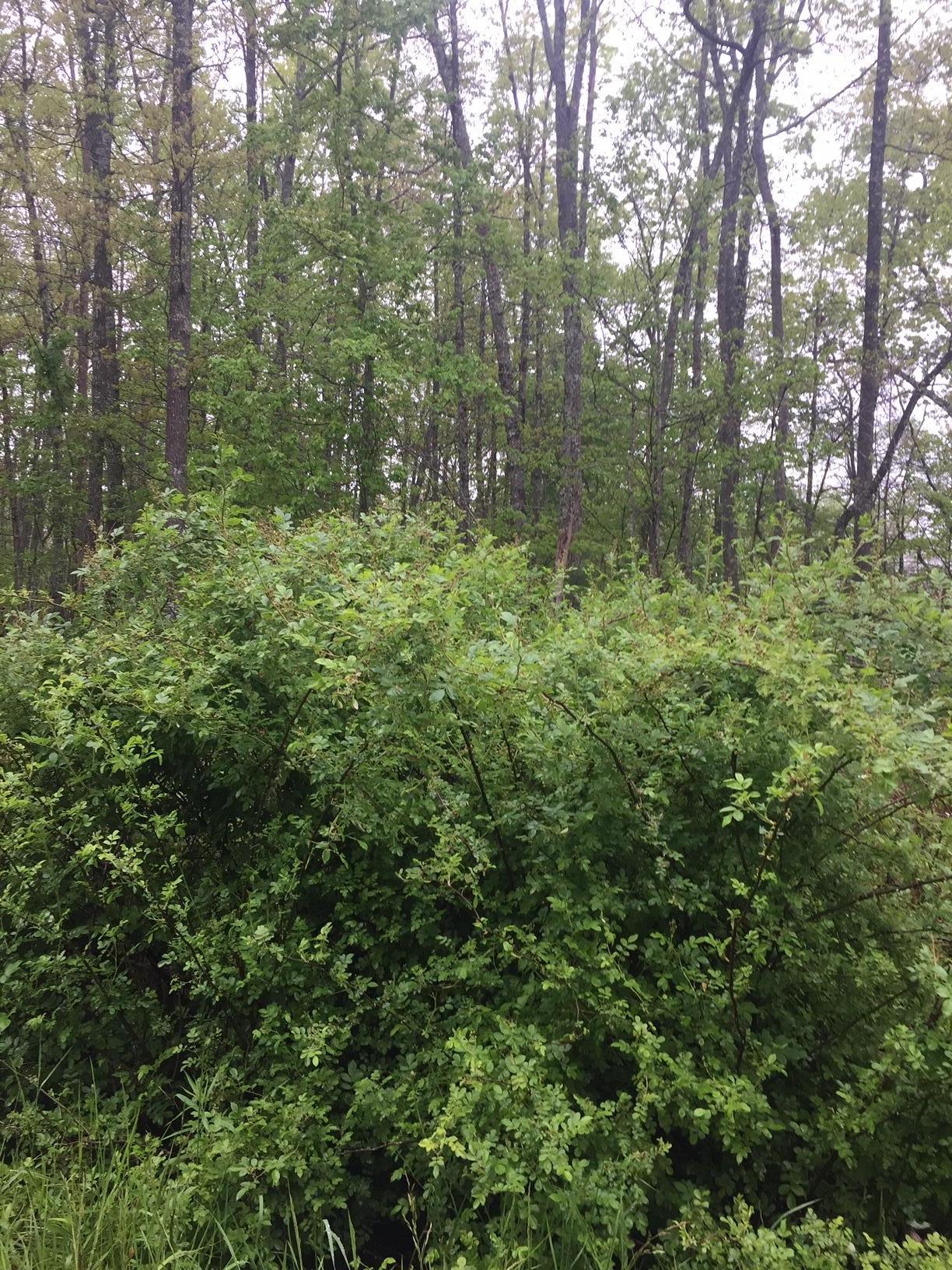 4115 Sioux Road Crossville, TN 38572 - Photo 1 of 1 IMG_0403