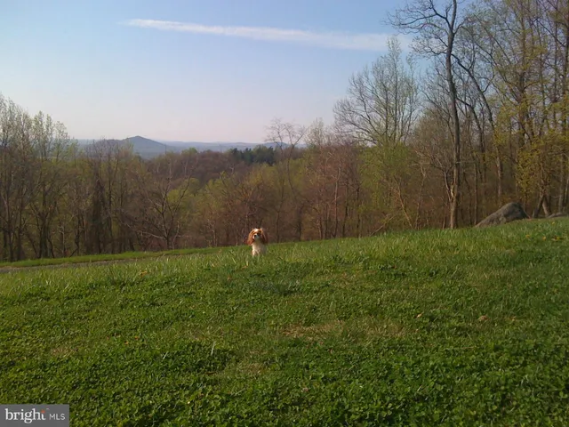 a view of a yard with large trees