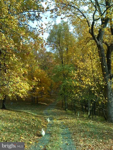 a view of a yard with trees